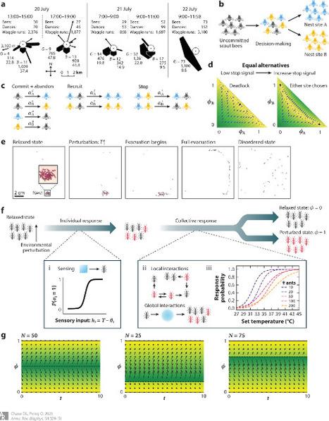 The Physics of Sensing and Decision-Making by Animal Groups | Papers | Scoop.it