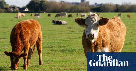 Dairy companies ‘turning blind eye’ to global methane emissions, report suggests | Climate crisis | The Guardian | Microeconomics: IB Economics | Scoop.it