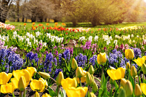 Tulppaanit ovat suosittuja &ndash; Muinoin sipulista maksettiin jopa kivitalon verran! | 1Uutiset - Lukemisen t&auml;hden | Scoop.it