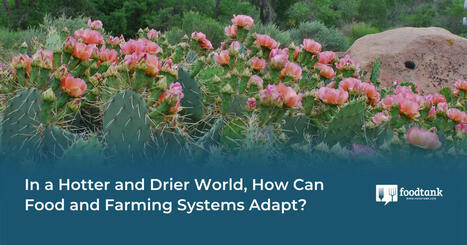 In a Hotter and Drier World, How Can FOOD and Farming SYSTEMS Adapt? | CIHEAM Press Review | Scoop.it