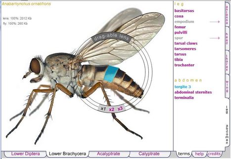 Atlas anatomique des Diptères | Variétés entomologiques | Scoop.it