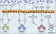 ScienceDirect.com - Immunity - Innate Lymphoid Cell Interactions with Microbiota: Implications for Intestinal Health and Disease | Immunology for University Students | Scoop.it
