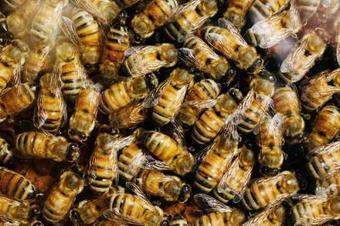 Team finds substances in honey that increase honey bee detox gene expression | Insect Archive | Scoop.it