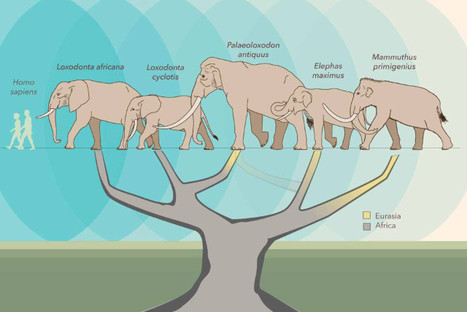 A genetic research on elephants proposes a new family tree | Daily Magazine | Scoop.it