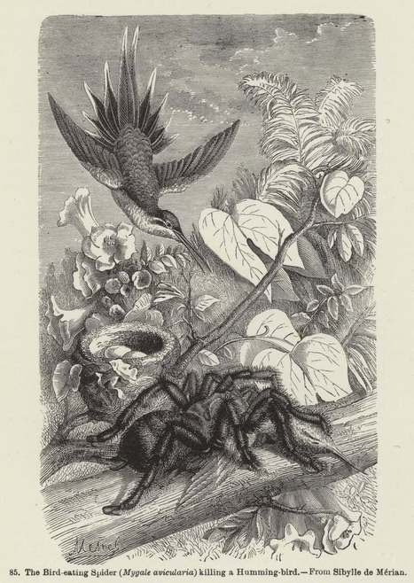 30 cm d'envergure : la mygale mangeuse d'oiseaux, plus grande mygale du monde | Insect Archive | Scoop.it