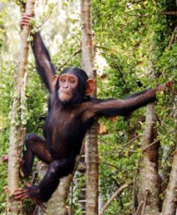 Study shows chimps able to understand needs of others | Empathy Movement Magazine | Scoop.it