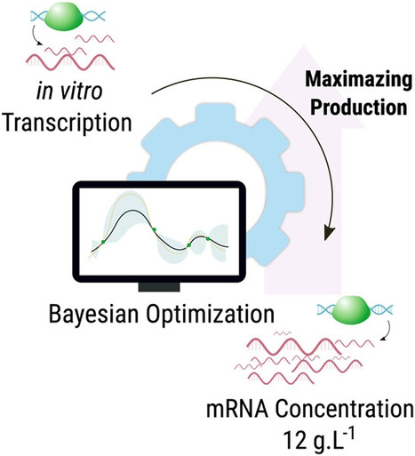 Maximizing mRNA vaccine production with machine learning and Bayesian optimization approaches | iBB | Scoop.it