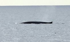 En Californie, les baleines doivent se frayer un passage entre les tankers | Biodiversité - @ZEHUB on Twitter | Scoop.it