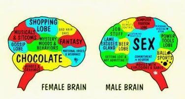 Is the female brain innately inferior? | Science News | Scoop.it