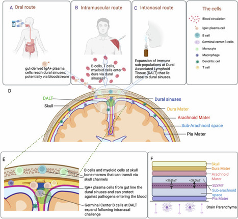 Incorporating meningeal immunity into vaccine development - Nature Communications | David Dowling, Ph.D. | NeuroImmunology | Scoop.it