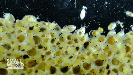 Gagnant·es du concours 2023 "Nikon Small World in Motion" - 4e place : Crustacés bioluminescents, par Benedikt Pleyer | Variétés entomologiques | Scoop.it