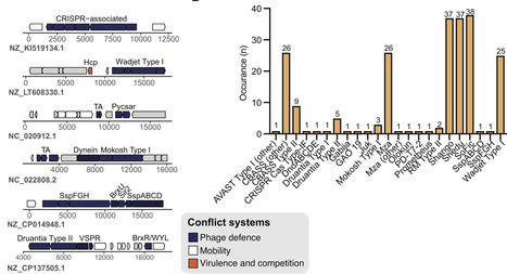 Genomic islands in Pseudomonas encode modular hotspots of defence and anti-defence systems | nar | RMH | Scoop.it