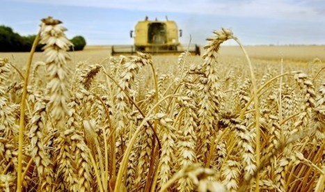 L'UE s'ouvre à la culture des OGM | Koter Info - La Gazette de LLN-WSL-UCL | Scoop.it