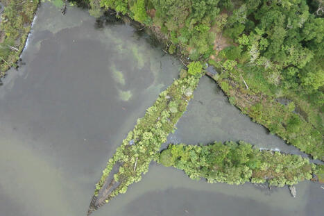 Marine life is thriving on discarded World War ships and weapons | Coastal Restoration | Scoop.it