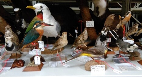 Cours Omeka, mars 2016 | Omeka | Scoop.it