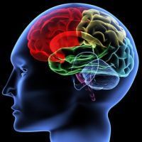 Liberal, Conservative Related to Different Brain Structures | Psych Central News | Empathy Movement Magazine | Scoop.it