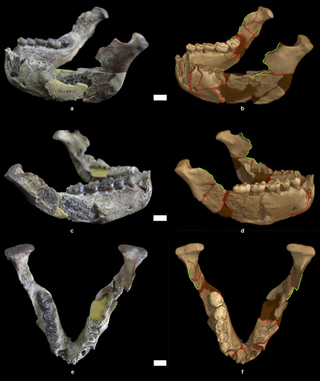 Perimortem fractures in Lucy suggest mortality from fall out of tall tree : Nature : Nature Research | Aux origines | Scoop.it