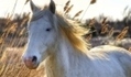 Caballos rusos en los festejos de la reina británica | Caballo, Caballos | Scoop.it