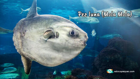 Pez Luna (Mola mola): Conociendo al gigante exótico del océano | Recull diari | Scoop.it
