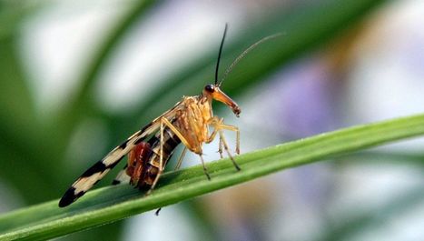 Mouches, viol et voitures pi&eacute;g&eacute;es&hellip; La sexualit&eacute;, sujet scientifique sensible | EntomoScience | Scoop.it