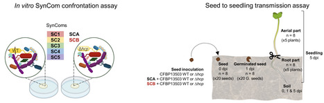 T6SS-mediated competition by Stenotrophomonas rhizophila shapes seed-borne bacterial communities and seed-to-seedling transmission dynamics | mSys | RMH | Scoop.it