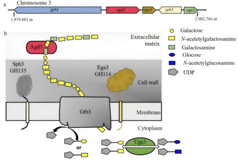 Fungal exopolysaccharides as next-generation microbial biomaterials: molecular biosynthesis, structural architecture, and translational biomanufacturing strategies | Mcf | RMH | Scoop.it