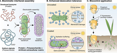 Molecular Engineering Mediated Interfacial Assembly as an Artificial Extracellular Matrix Remolds Bacteria With Enhanced Abiotic Resilience | advS | RMH | Scoop.it