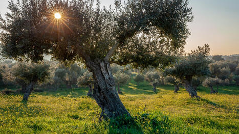 Food Safety Authority Seeks Public Input as EU Reassesses XYLELLA Fastidiosa Control Options | CIHEAM Press Review | Scoop.it