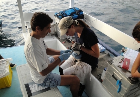 Penguin Monitoring | Galapagos | Scoop.it