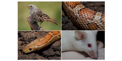 On sait d&eacute;sormais que poils, plumes et &eacute;cailles ont tous la m&ecirc;me origine | Aux origines | Scoop.it