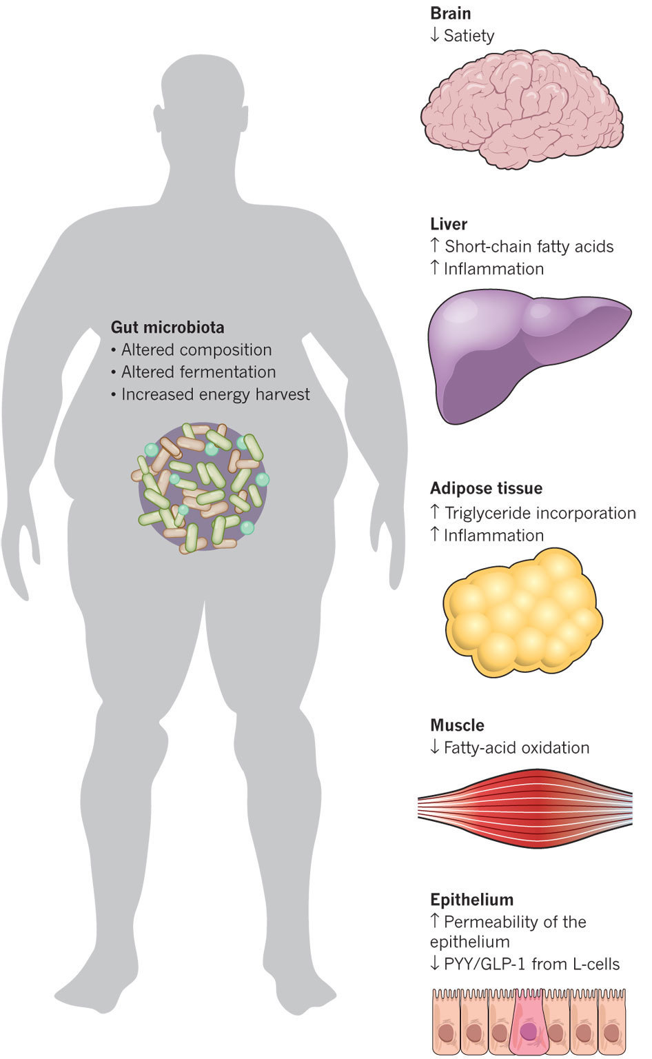 Functional interactions between the gut microbi...