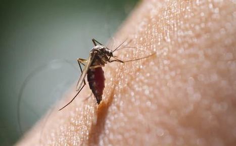 Scientists Warn Of Global Threat Of  'Super Malaria' | Medical Disasters: EM 351, EM 421,  EM 570 | Scoop.it