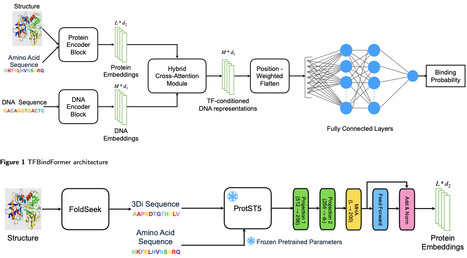 TFBindFormer:A Cross-Attention Transformer for Transcription Factor--DNA Binding Prediction | brvai | RMH | Scoop.it
