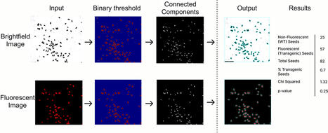 SeedSeg: image-based transgenic seed counting for segregation analysis of T-DNA loci | Pmet | RMH | Scoop.it