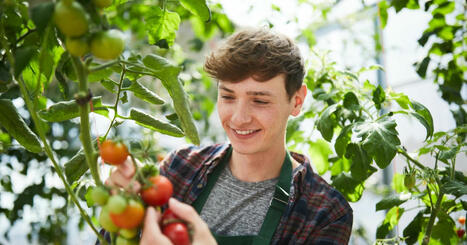 FOD: Tomato leaves could provide alternative protein | ALIMENTATIONS | Scoop.it
