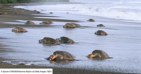 Une impressionnante nuée de milliers de tortues marines filmée au large du Costa Rica | Biodiversité - @ZEHUB on Twitter | Scoop.it