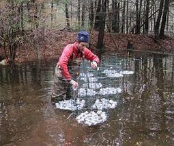 Road Runoff Spurring Spotted Salamander Evolution | BIODIVERSITY IS LIFE  &ndash; | Scoop.it