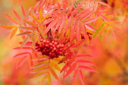 Kalevalan pyh&auml; pihlaja | 1Uutiset - Lukemisen t&auml;hden | Scoop.it