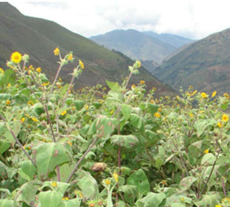 L'ECHO DEMETER : Le yacón, un légume andin par trop négligé  | L'ECHO DEMETER | Scoop.it