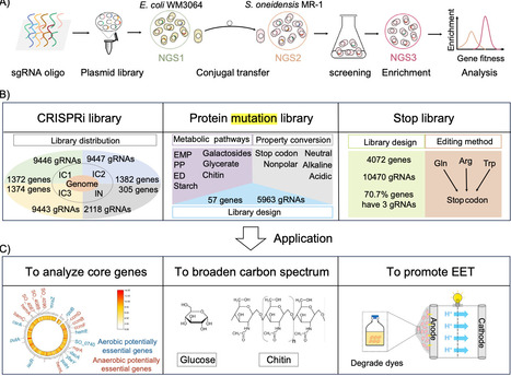 Genome-scale CRISPRi and base-editing libraries for genetic decoding and strain engineering in Shewanella | Tin | RMH | Scoop.it