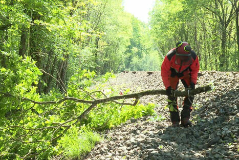 "Une interruption totale du trafic" : 60 arbres menacent de tomber sur les voies, la SNCF annule des trains pour des élagages d'urgence | BABinfo Pays Basque | Scoop.it
