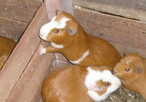 N'emmenez pas votre cochon d'Inde en Am&eacute;rique du Sud: il y serait tr&egrave;s appr&eacute;ci&eacute;... | La Gazette des abattoirs | Scoop.it