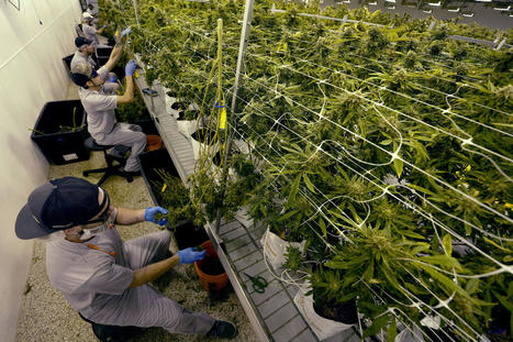 Midterms 2022 : deux Etats légalisent l’usage récréatif du cannabis | Débat cannabis | Scoop.it