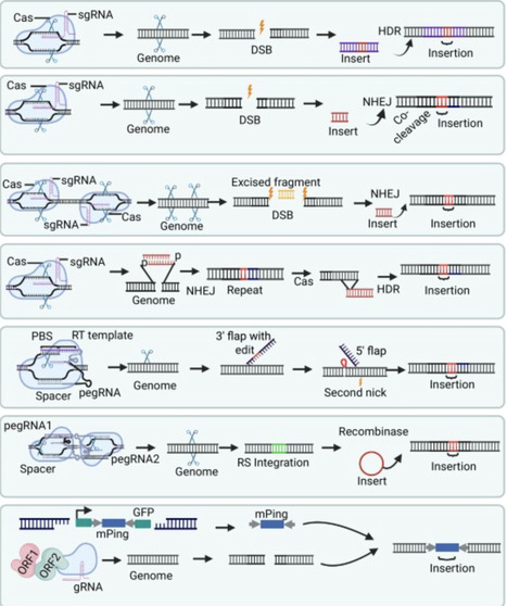 Construct design for precise DNA insertion in plants | Tin | RMH | Scoop.it