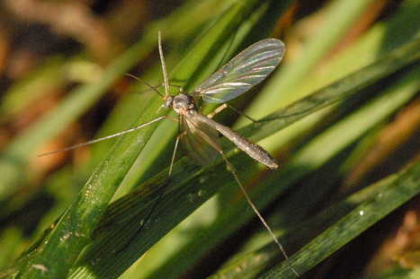 Redescriptions de deux espèces de diptères du Brésil appartenant à une famille dont les larves se nourrissent généralement de champignons, et premières mentions de leurs cycles de vie complets | EntomoNews | Scoop.it