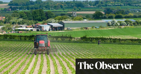 Cap UK’s sugar supply to fight obesity, say campaigners | Sugar | The Guardian | Microeconomics: IB Economics | Scoop.it