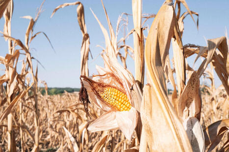How this summer&rsquo;s heat and drought impacted crops in EUROPE&nbsp; | CIHEAM Press Review | Scoop.it