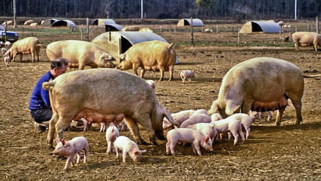 Agriculture&nbsp;: quand les virus menacent les &eacute;levages en plein air | Revue de presse du Centre de doc | Scoop.it