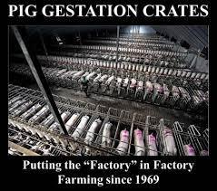 (CAFOs) 65 BILLION Confined Farm Animals Pose Environmental and Public Health Risks - AG GAG LAWS | YOUR FOOD, YOUR ENVIRONMENT, YOUR HEALTH: #Biotech #GMOs #Pesticides #Chemicals #FactoryFarms #CAFOs #BigFood | Scoop.it