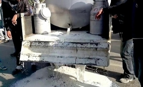 Le nord-ouest tunisien détruit 460.000 litres de lait par jour | Lait de Normandie... et d'ailleurs | Scoop.it